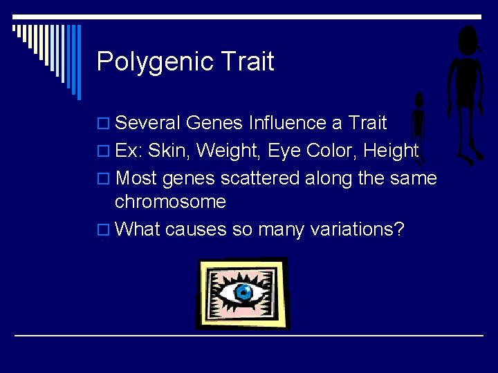 Polygenic Trait o Several Genes Influence a Trait o Ex: Skin, Weight, Eye Color, Polygenic Trait o Several Genes Influence a Trait o Ex: Skin, Weight, Eye Color,