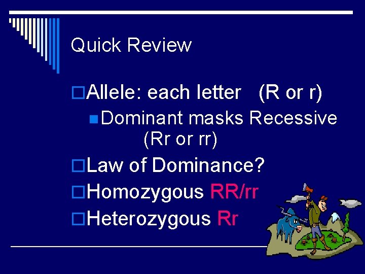 Quick Review o. Allele: each letter (R or r) n Dominant masks Recessive (Rr Quick Review o. Allele: each letter (R or r) n Dominant masks Recessive (Rr