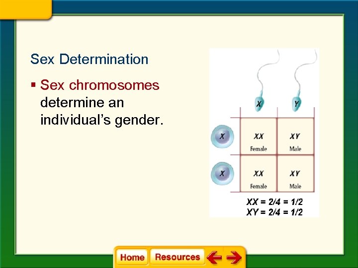 Sex Determination § Sex chromosomes determine an individual’s gender. Sex Determination § Sex chromosomes determine an individual’s gender.