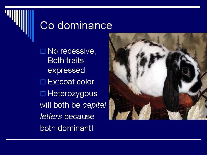 Co dominance o No recessive, Both traits expressed o Ex: coat color o Heterozygous Co dominance o No recessive, Both traits expressed o Ex: coat color o Heterozygous