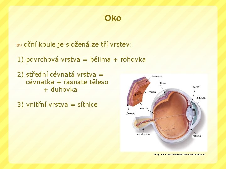 Oko oční koule je složená ze tří vrstev: 1) povrchová vrstva = bělima +