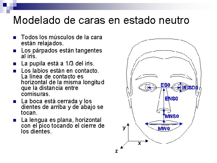 Modelado de caras en estado neutro n n n Todos los músculos de la