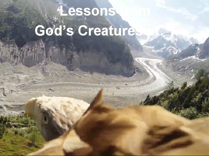 Lessons from God’s Creatures pt. 1 