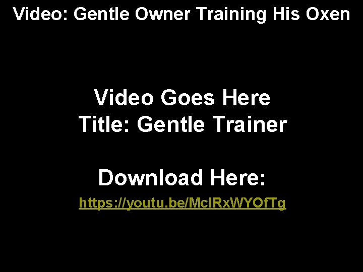 Video: Gentle Owner Training His Oxen Video Goes Here Title: Gentle Trainer Download Here: