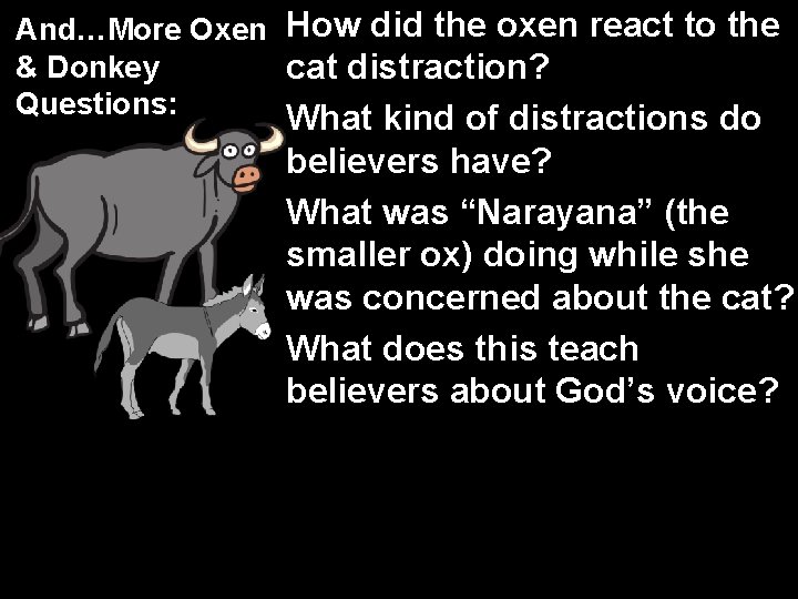 And…More Oxen How did the oxen react to the & Donkey cat distraction? Questions: