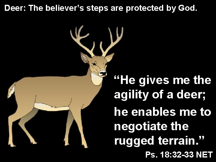 Deer: The believer’s steps are protected by God. “He gives me the agility of