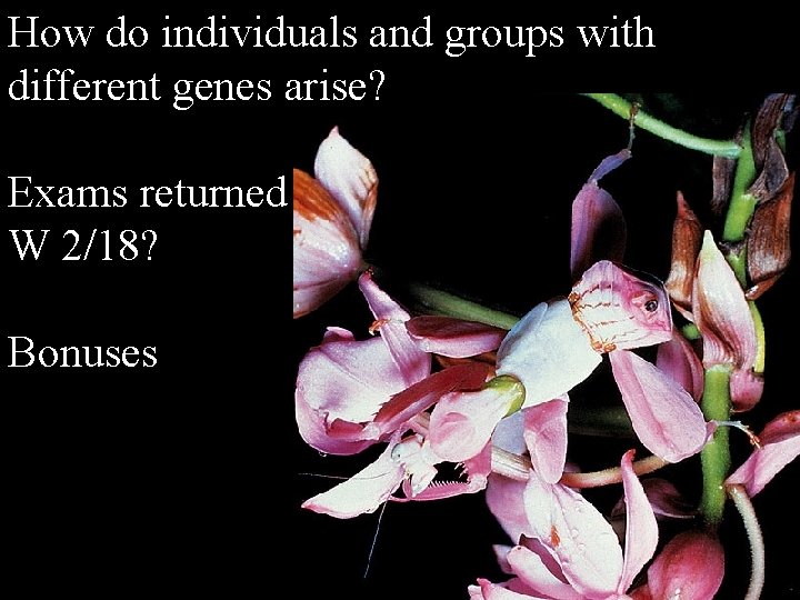 How do individuals and groups with different genes arise? Exams returned W 2/18? Bonuses