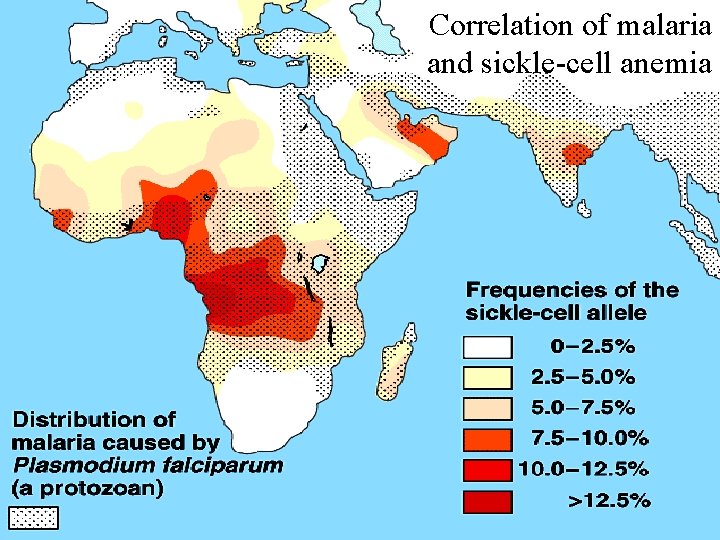 Correlation of malaria and sickle-cell anemia 