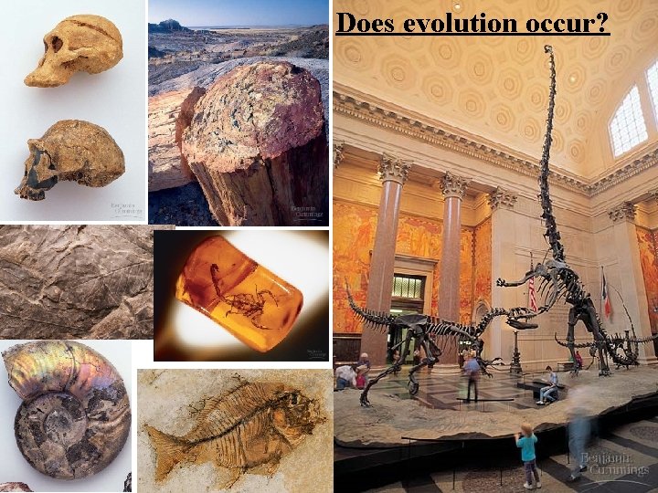 Does evolution occur? 