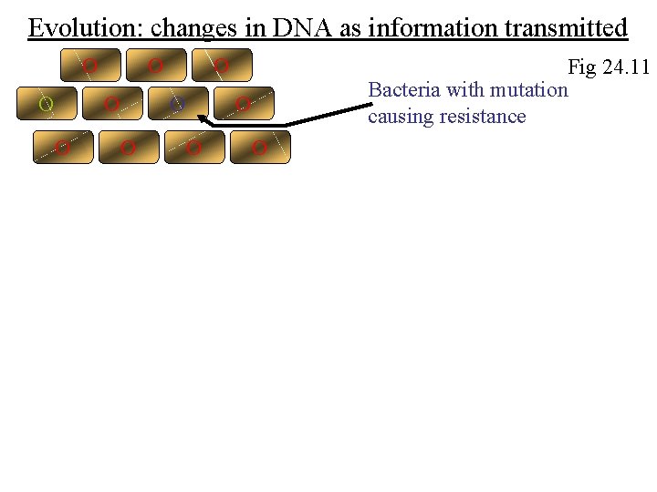 Evolution: changes in DNA as information transmitted O O O O Fig 24. 11