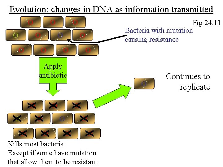 Evolution: changes in DNA as information transmitted O O O O Fig 24. 11