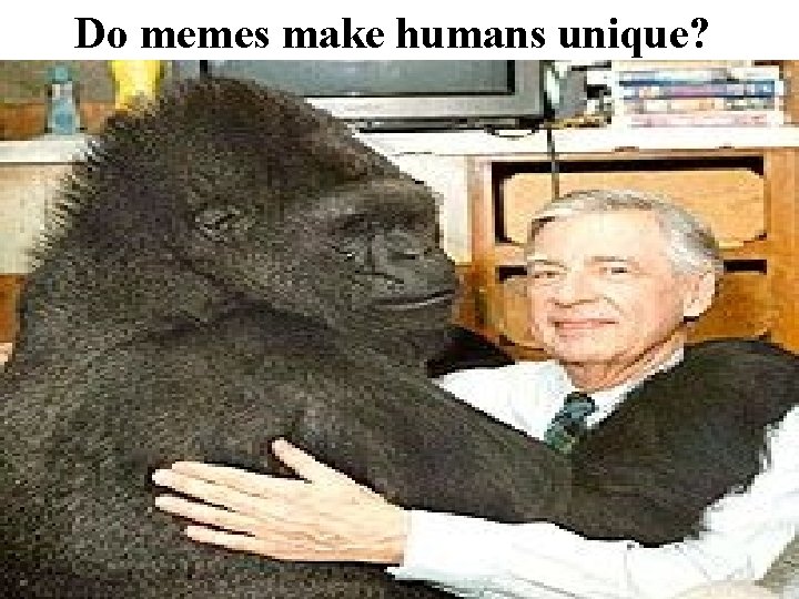 Do memes make humans unique? 