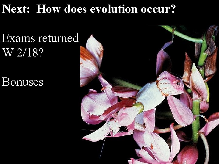 Next: How does evolution occur? Exams returned W 2/18? Bonuses 