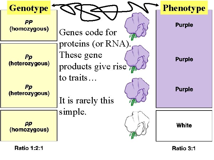 Genotype Phenotype Genes code for proteins (or RNA). These gene products give rise to