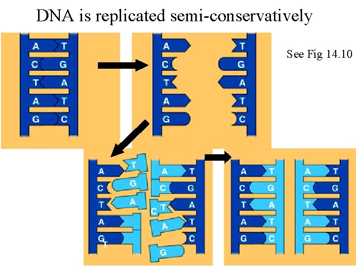 DNA is replicated semi-conservatively See Fig 14. 10 