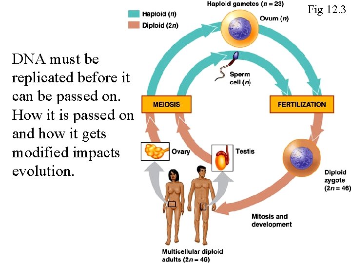 Fig 12. 3 DNA must be replicated before it can be passed on. How