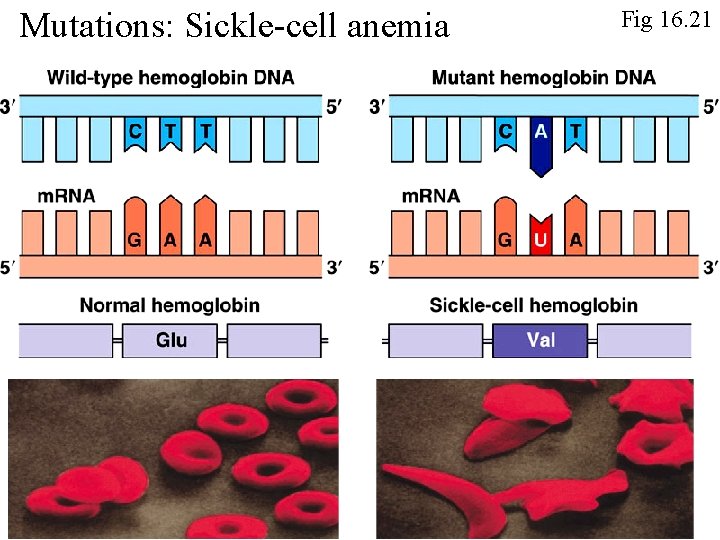 Mutations: Sickle-cell anemia Fig 16. 21 