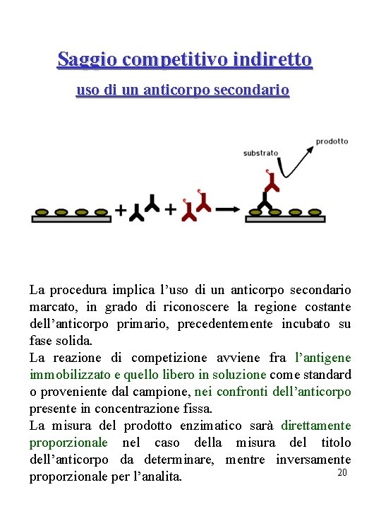 Saggio competitivo indiretto uso di un anticorpo secondario La procedura implica l’uso di un