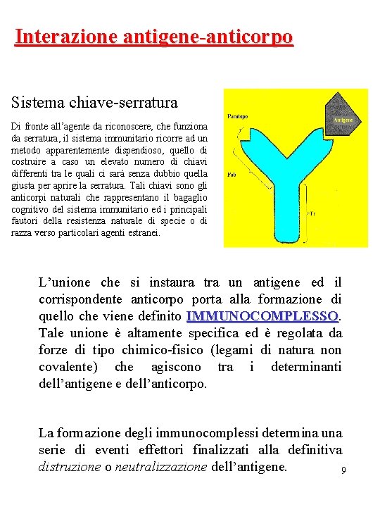 Interazione antigene-anticorpo Sistema chiave-serratura Di fronte all’agente da riconoscere, che funziona da serratura, il