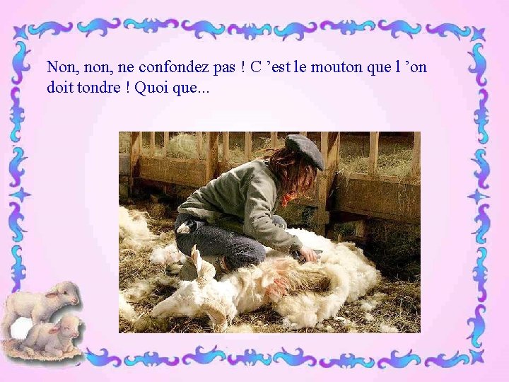 Non, ne confondez pas ! C ’est le mouton que l ’on doit tondre