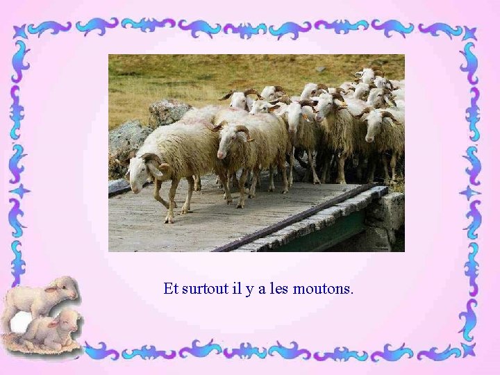 Et surtout il y a les moutons. 