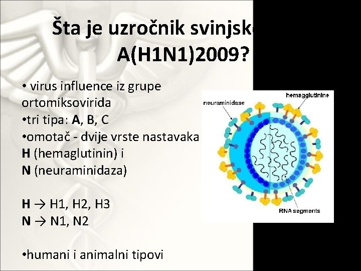 Šta je uzročnik svinjske gripe A(H 1 N 1)2009? • virus influence iz grupe