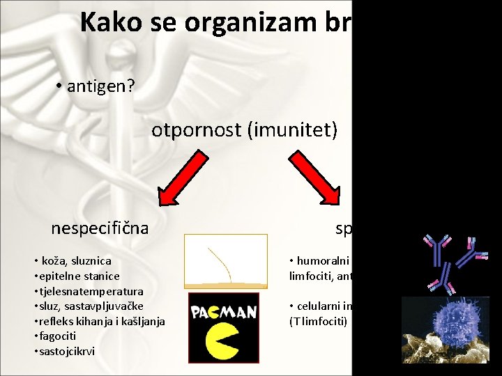 Kako se organizam brani? • antigen? otpornost (imunitet) nespecifična • koža, sluznica • epitelne