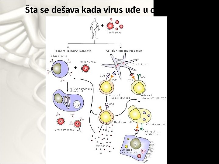Šta se dešava kada virus uđe u organizam? 
