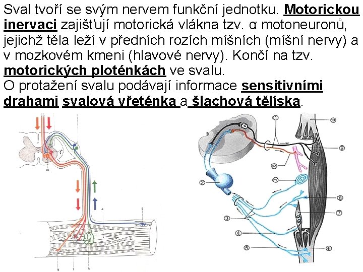 Sval tvoří se svým nervem funkční jednotku. Motorickou inervaci zajišťují motorická vlákna tzv. α