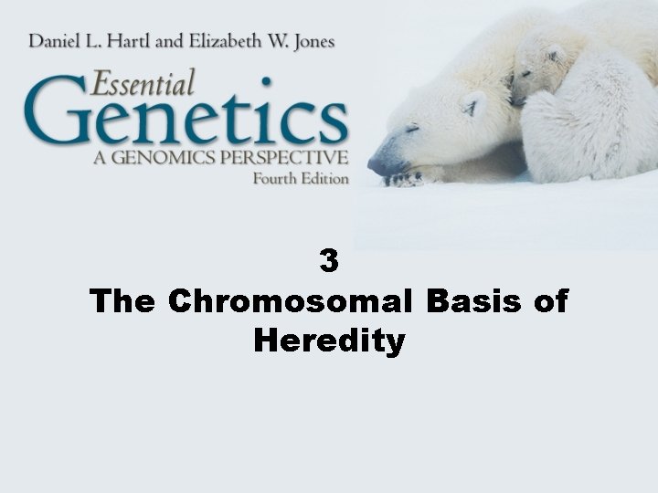 3 The Chromosomal Basis of Heredity 