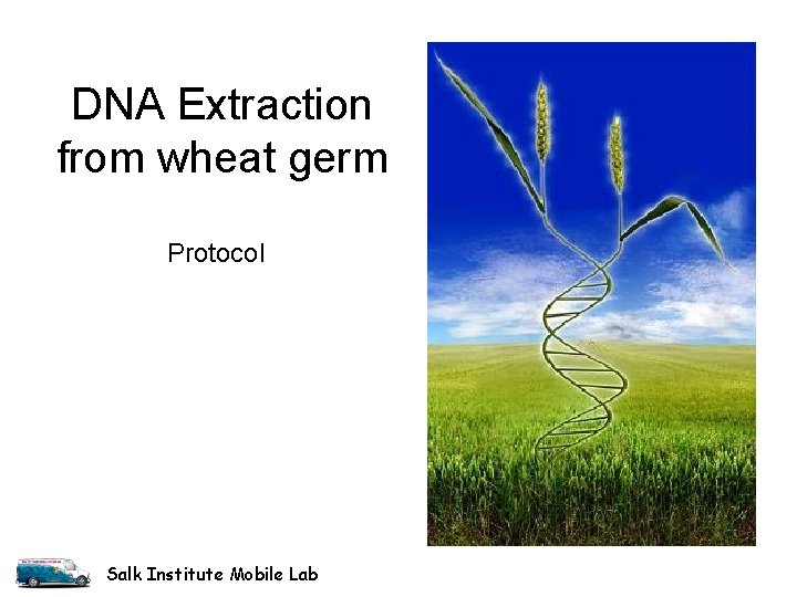 DNA Extraction from wheat germ Protocol Salk Institute Mobile Lab DNA Extraction from wheat germ Protocol Salk Institute Mobile Lab