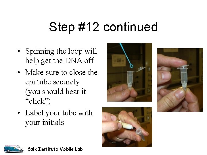 Step #12 continued • Spinning the loop will help get the DNA off • Step #12 continued • Spinning the loop will help get the DNA off •