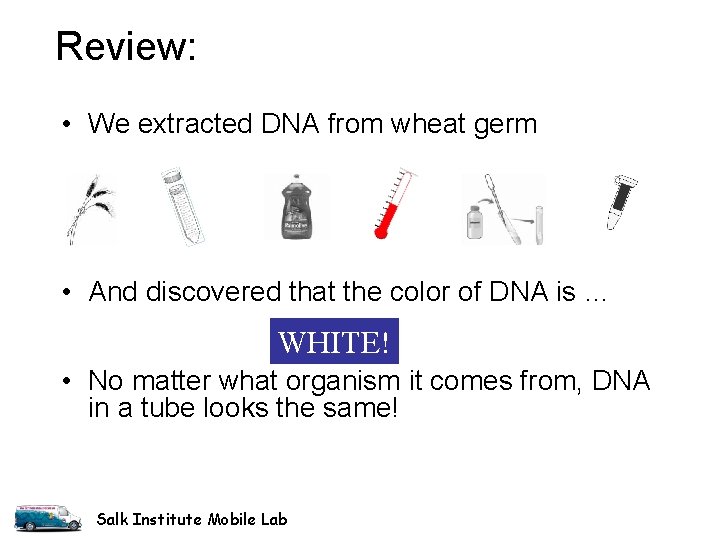 Review: • We extracted DNA from wheat germ • And discovered that the color Review: • We extracted DNA from wheat germ • And discovered that the color