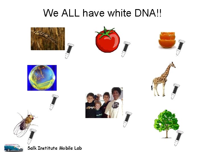 We ALL have white DNA!! Salk Institute Mobile Lab We ALL have white DNA!! Salk Institute Mobile Lab