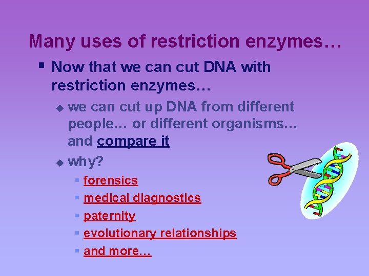 Many uses of restriction enzymes… § Now that we can cut DNA with restriction