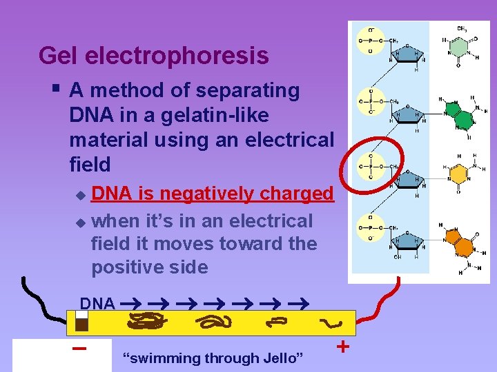 Gel electrophoresis § A method of separating DNA in a gelatin-like material using an