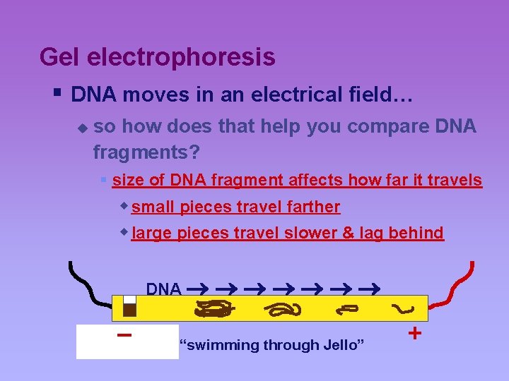 Gel electrophoresis § DNA moves in an electrical field… u so how does that