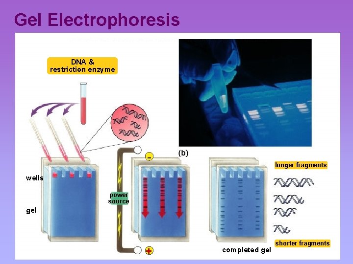 Gel Electrophoresis DNA & restriction enzyme - longer fragments wells power source gel +