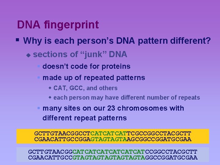 DNA fingerprint § Why is each person’s DNA pattern different? u sections of “junk”