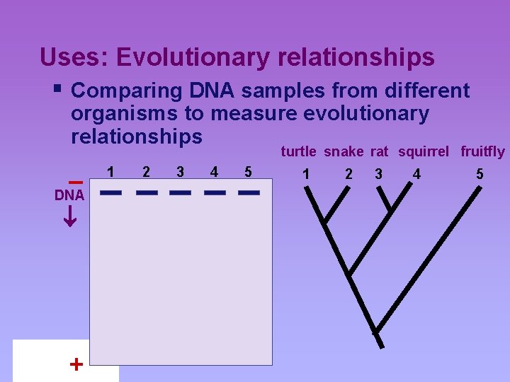 Uses: Evolutionary relationships § Comparing DNA samples from different organisms to measure evolutionary relationships