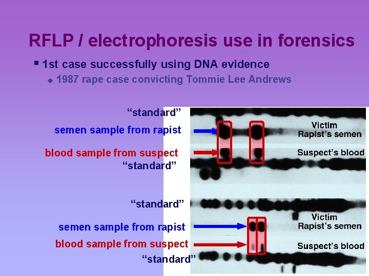 RFLP / electrophoresis use in forensics § 1 st case successfully using DNA evidence