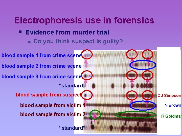 Electrophoresis use in forensics § Evidence from murder trial u Do you think suspect