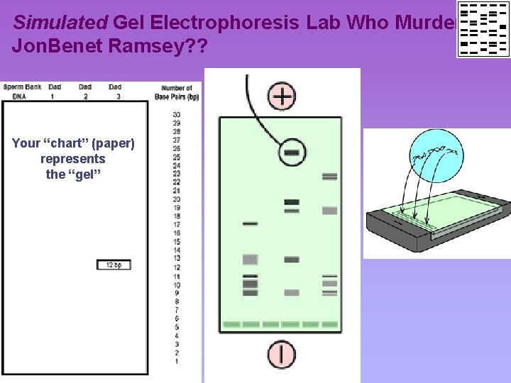 Simulated Gel Electrophoresis Lab Who Murdered Jon. Benet Ramsey? ? Your “chart” (paper) represents