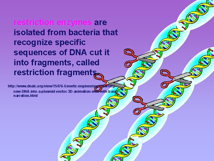 restriction enzymes are isolated from bacteria that recognize specific sequences of DNA cut it