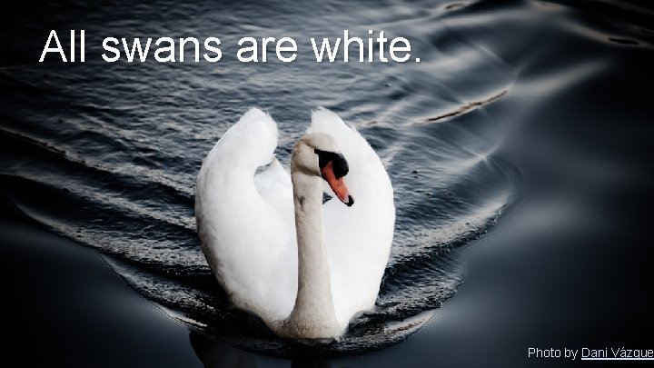 All swans are white. Photo by Dani Vázque 