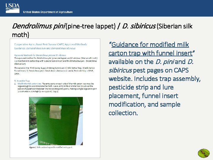 Dendrolimus pini (pine-tree lappet) / D. sibiricus (Siberian silk moth) “Guidance for modified milk
