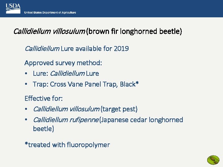 Callidiellum villosulum (brown fir longhorned beetle) Callidiellum Lure available for 2019 Approved survey method: