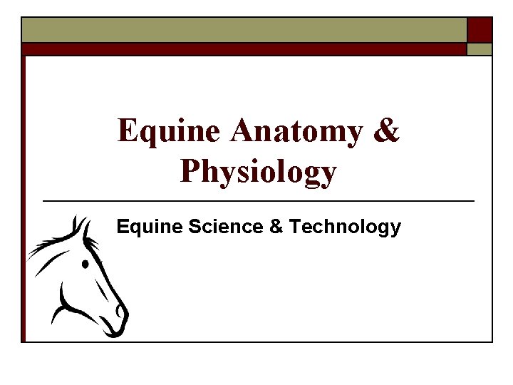 Equine Anatomy & Physiology Equine Science & Technology 
