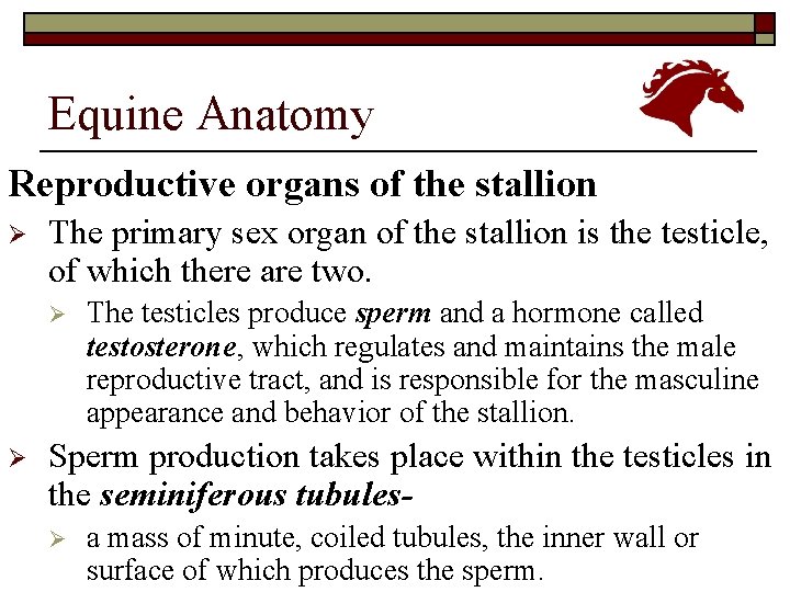 Equine Anatomy Reproductive organs of the stallion Ø The primary sex organ of the