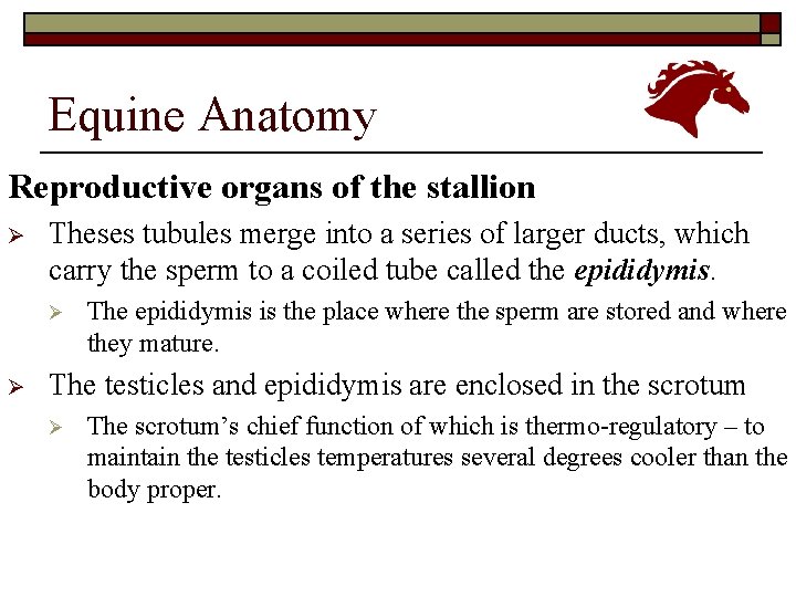 Equine Anatomy Reproductive organs of the stallion Ø Theses tubules merge into a series